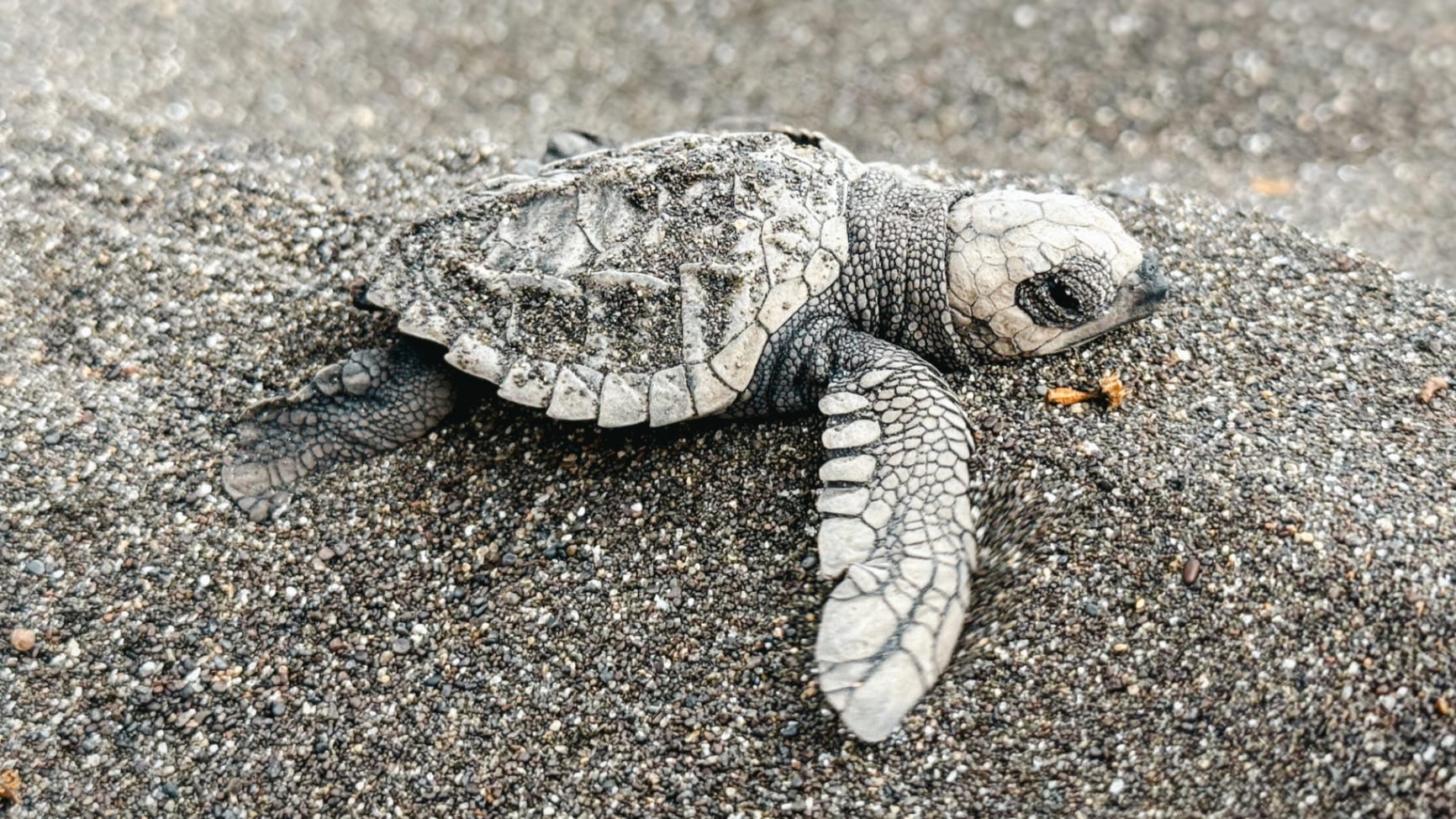 Turtle Nesting
