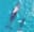 Whales swimming in the Pacific off Costa Rica