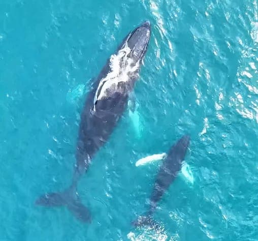 Whales swimming in the Pacific off Costa Rica